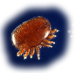 varroa